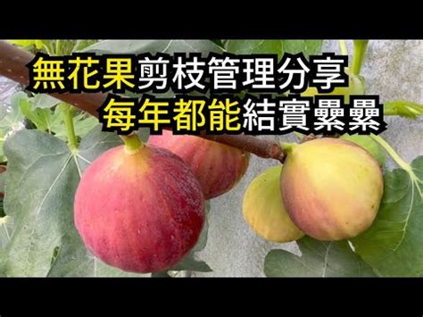 無花果樹 風水|【無花果風水】無花果風水：掌握擺設秘訣，招好運旺財